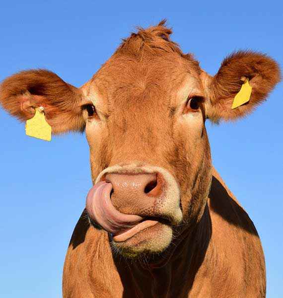 Taze Süt ve Süt Ürünleri İçin Her Zaman Hazırız